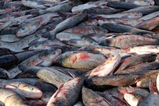 冬捕 捕魚(yú) 打凍網(wǎng)