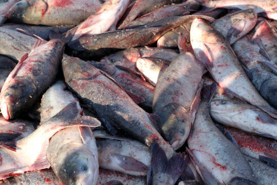 冬捕 捕魚