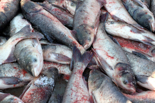 冬捕 捕魚 打凍網(wǎng)