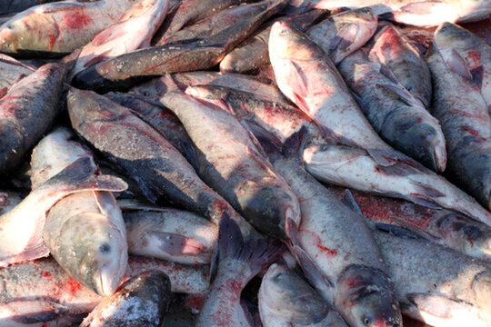 冬捕 捕魚 打凍網 淡水魚