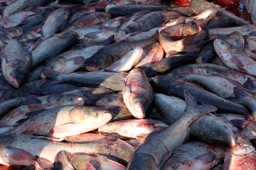 冬捕 捕魚