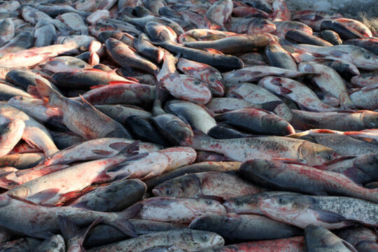 冬捕 捕魚