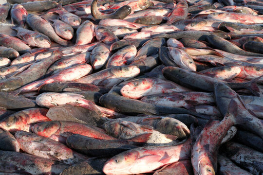 冬捕 捕魚