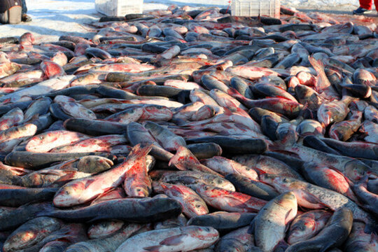 冬捕 捕魚 打凍網(wǎng)