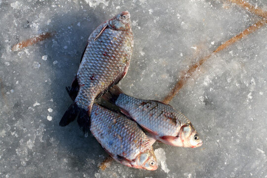 冬捕 捕魚 打凍網(wǎng) 淡水魚