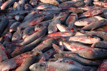 冬捕 捕魚