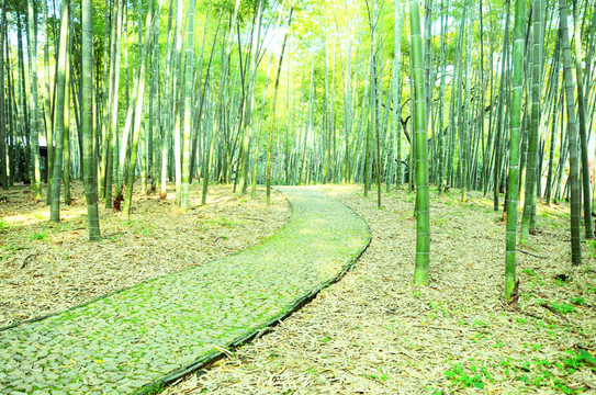 竹林小路