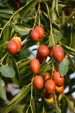 金絲蜜棗