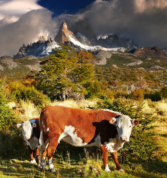 Mount Fitz Roy；巴塔哥尼亞；阿根廷