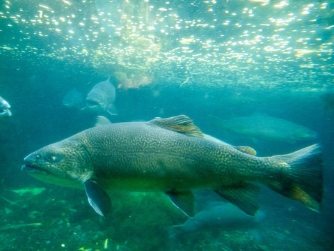 Tiger Trout（Salmo trutta X紅點(diǎn)鮭鮭）水下