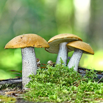 橙蓋牛肝菌蘑菇