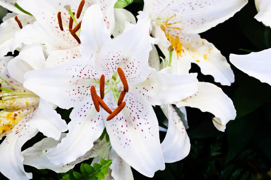 Lily flowers在花園里