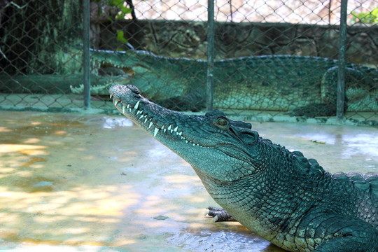crocodils