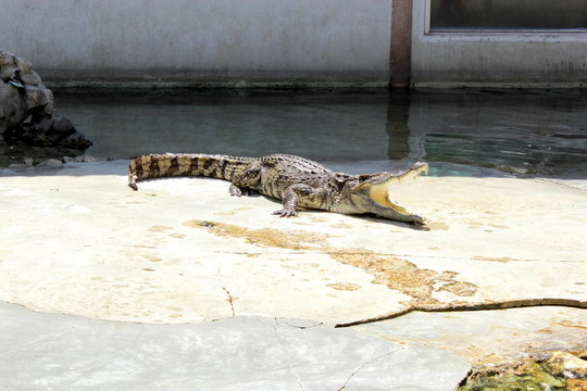 crocodils