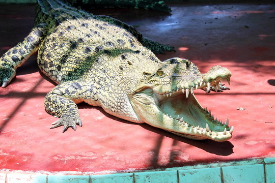 crocodils