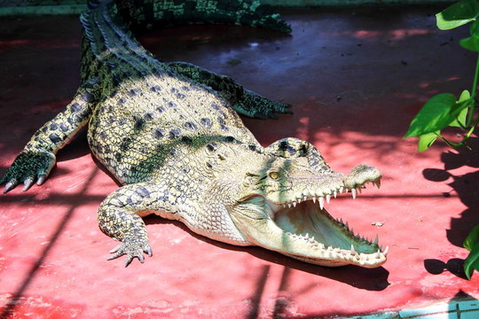 crocodils