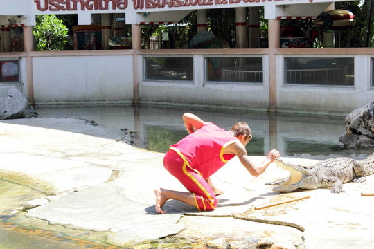 crocodils