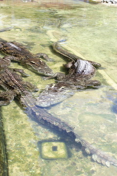 crocodils