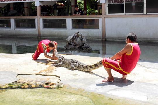 crocodils