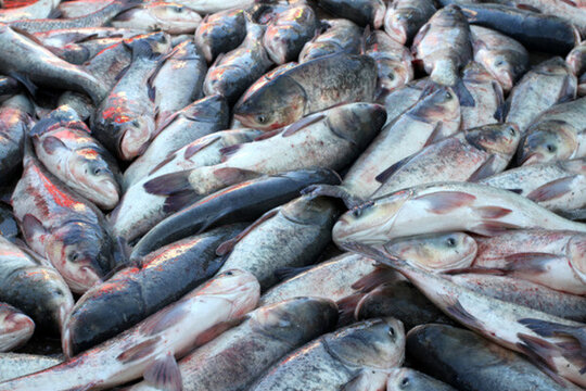 冬捕 捕魚(yú) 打凍網(wǎng)