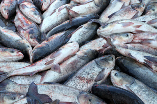 冬捕 捕魚 打凍網(wǎng)