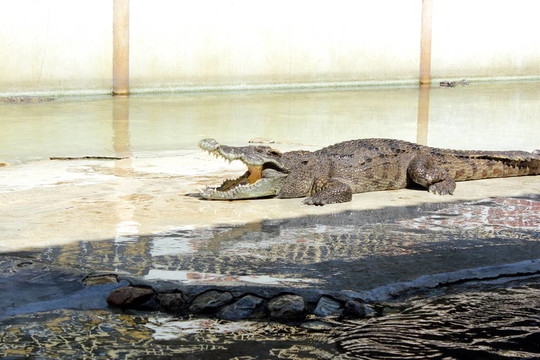 crocodils
