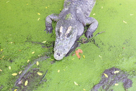crocodils