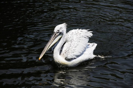 白鵜鶘