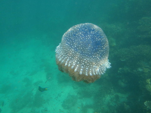 水母
