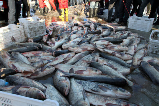冬捕 捕魚 打凍網(wǎng)