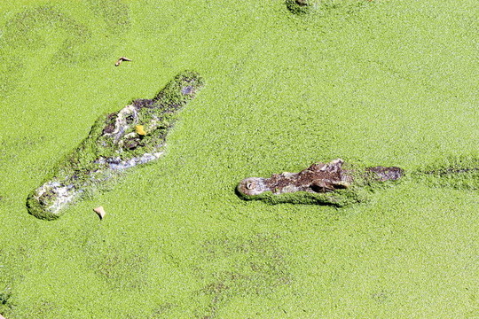 crocodils