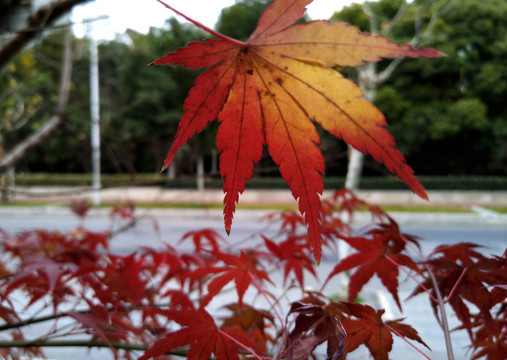 紅葉