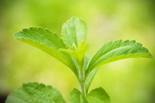甜葉菊分支關(guān)閉了一個(gè)綠色的背景