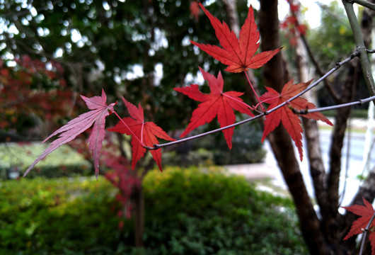 紅葉