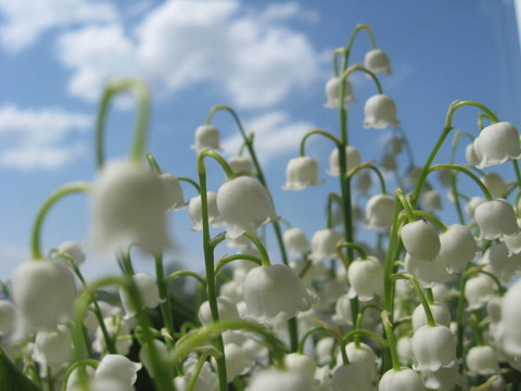 美麗的百合花