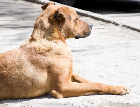 黑色牧羊犬