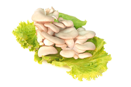 平菇綠色蔬菜板生態(tài)清產(chǎn)品