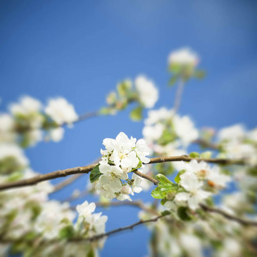 春季蘋果開花