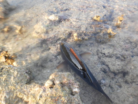 鸚鵡的魚