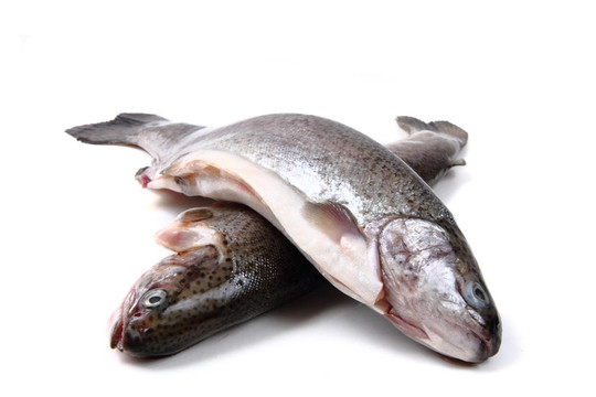 虹鱒魚