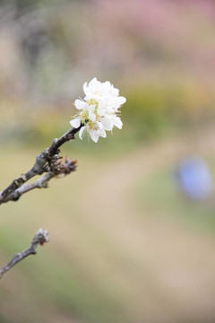 白色的熱帶花卉