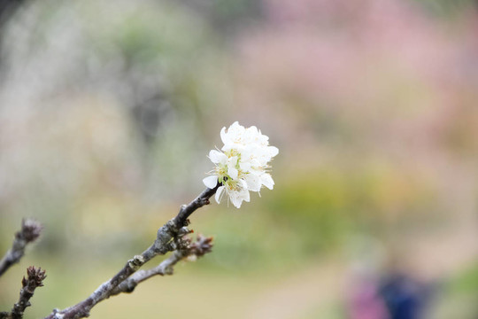 白色的熱帶花卉