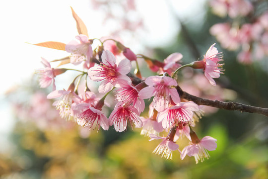 白色和粉紅色熱帶花