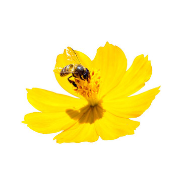 蜜蜂硫華菊