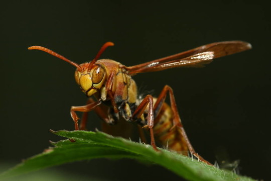 眼蜂
