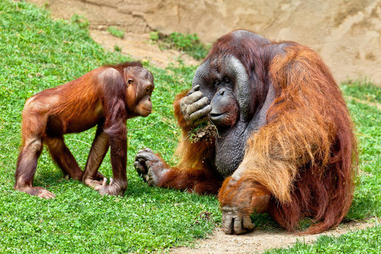 猩猩的Borneo；Pongo Pygmaeus
