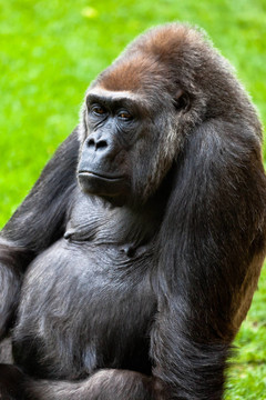 海岸大猩猩；Gorilla gorilla