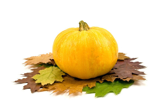 南瓜和紅葉