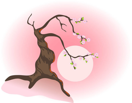 盆栽盆景和早晨的陽(yáng)光。