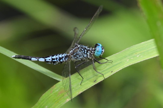 藍(lán)蜻蜓眼